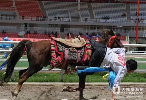 端午节到香格里拉看赛马