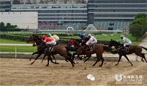 武汉“马上相亲”主题赛马日：河北东兴包揽三金成最大赢家