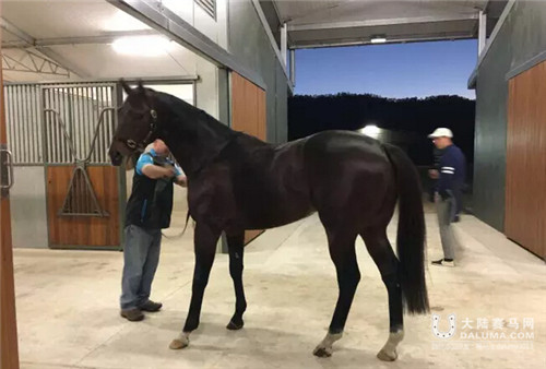 良驹进玉龙:澳大利亚雅士牧场与玉龙马业展开跨国合作5.jpg