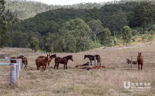 良驹进玉龙:澳大利亚雅士牧场与玉龙马业展开跨国合作7.jpg
