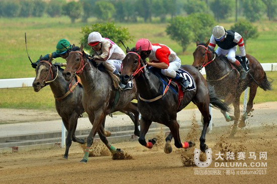 百匹赛马共驰骋!中国速度赛马大奖赛九日鸣锣1_副本.jpg