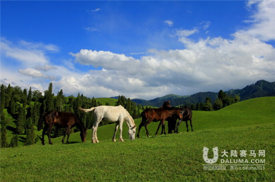 相约伊犁河谷 大草原上一睹天马英姿