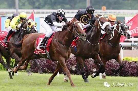 统治力表现:新西兰纯血马包揽570万新加坡打吡大赛前四名1.jpg