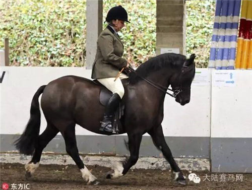 奶奶级骑手驻颜有秘籍!英国81岁老太参加马术表演获第二 3.jpg