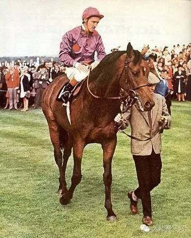 你认识20世纪英国和爱尔兰最伟大的一匹赛马么?2.jpg