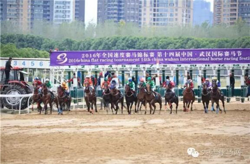 中国赛马场上哪个国家的马最好使？全国最高级别速度赛告诉你