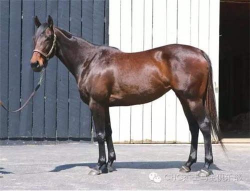 四国拍卖会盈利超2000万!CHC马主正在享受丰厚投资回报1.jpg