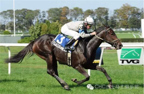 四国拍卖会盈利超2000万!CHC马主正在享受丰厚投资回报2.jpg