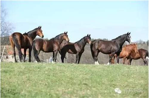 你不知道的马儿情感�：母亲对小马驹成长至关重要