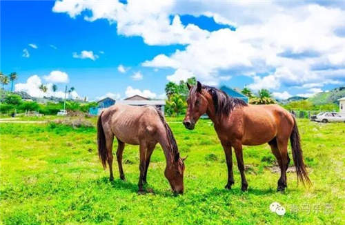 为什么有些母马会不要自己的孩子呢？