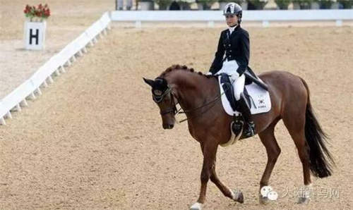 三星集团承认曾送崔顺实女儿一匹马 价值10亿韩元1.jpg