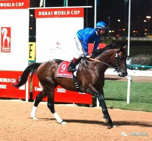 从此走向致富路!一匹“迪拜之光”让CHC年收益超2000万2.jpg