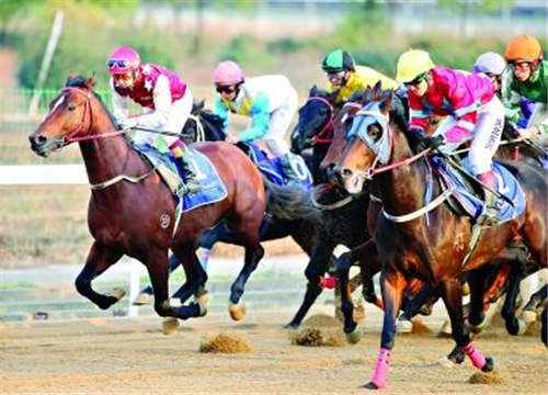 2016速度赛马总决赛落幕 2017年武汉赛马多到创纪录