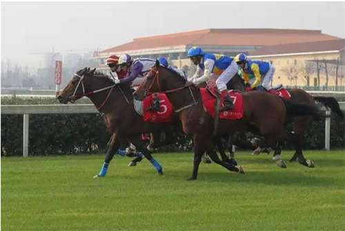 中国马业协会启动2017赛事计划3.jpg