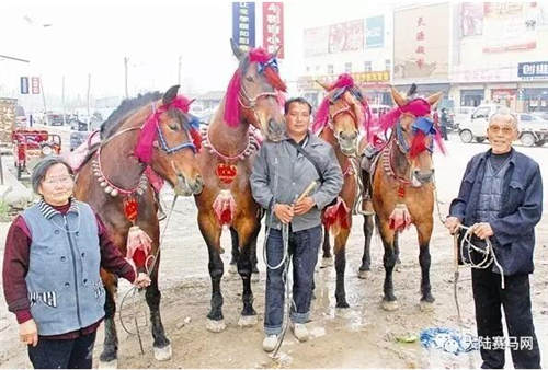 河北沧州六旬老汉养赛马 匹匹都能卖高价