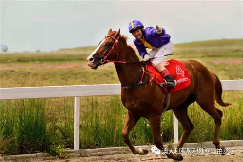 200万赛事奖金赞助,殷利殊持续助力中国赛马!28.jpg