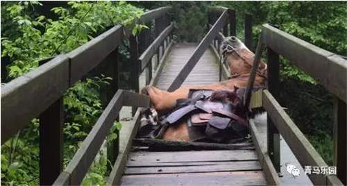 走着走着,桥就断了!危急时刻直升机把断桥上马救出【视频】1.jpg