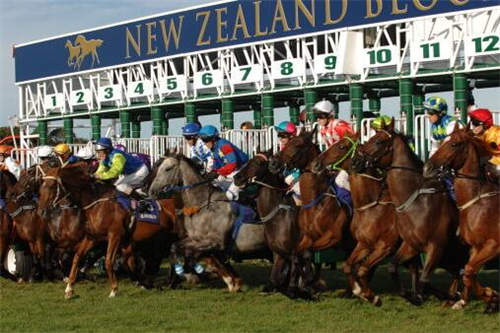 新西兰将同步直播内蒙古科右中旗的“新西兰纯血马公司杯”赛马.jpg