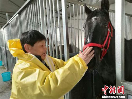 山西76匹爱尔兰赛马顺利解除隔离检疫投入训练