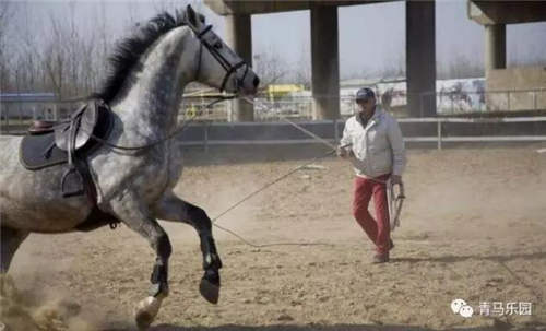 一只会给马打圈的鸡 马术教练们的工作似乎受到了一丝丝威胁