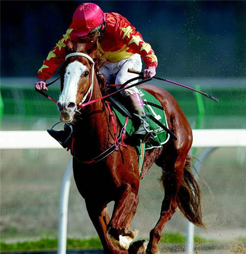 2017武汉速度赛马公开赛开锣 乘马文化东风打造武汉新坐标2.jpg