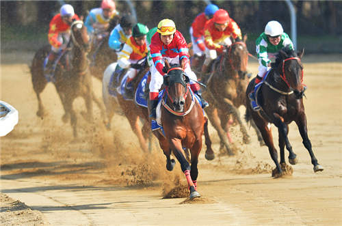 2017武汉速度赛马公开赛再升级 “马+N”产业蓄势待发