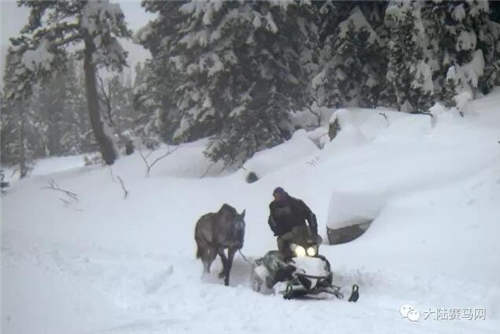 一匹名叫“情人”的马:被遗弃在狼群和零下30度风雪中六周2.jpg