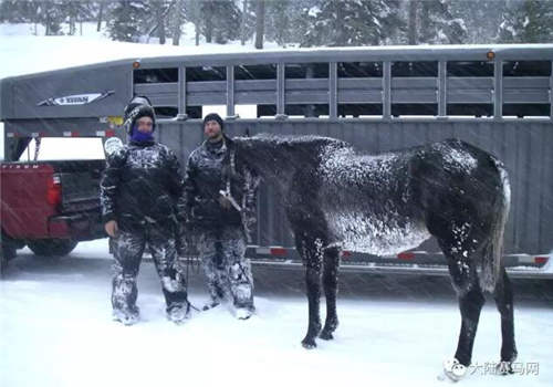 一匹名叫“情人”的马:被遗弃在狼群和零下30度风雪中六周3.jpg