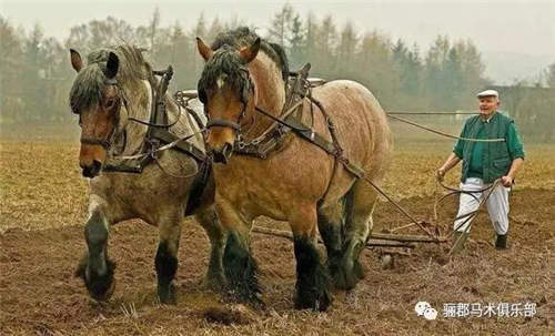 一组国外重型马�，外形简直是陆地坦克