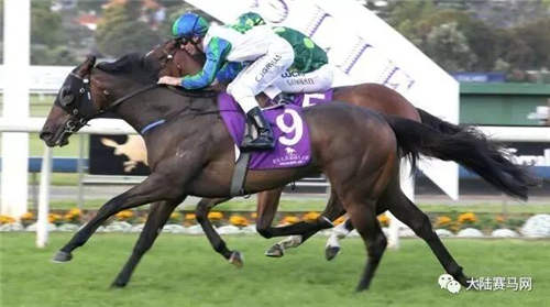 你知道酷玩乐队么?一匹“酷玩”同名赛马三连胜奖金近90万4.jpg