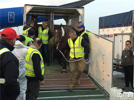 47匹纯血马抵成都，迪拜杯温江·迈丹赛马经典赛即将拉开序幕