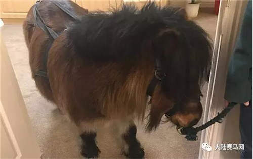 小矮马走到垂暮老妇人的卧室床边 让这位曾经的练马师梦想成真1.jpg