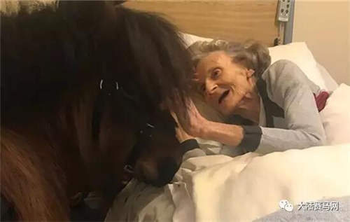 小矮马走到垂暮老妇人的卧室床边 让这位曾经的练马师梦想成真2.jpg