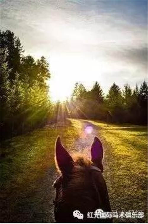 让我们一起骑马的五个理由