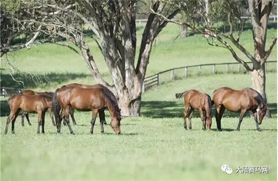 雅士牧场AQUIS种公马队伍迎来“大咖”加盟:2016考菲尔德坚尼赛冠军6.jpg