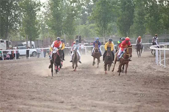 5000米两周岁马公开赛:.jpg