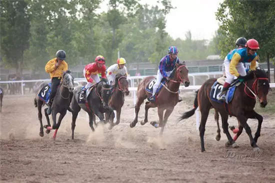 5000米两周岁马公开赛:1.jpg