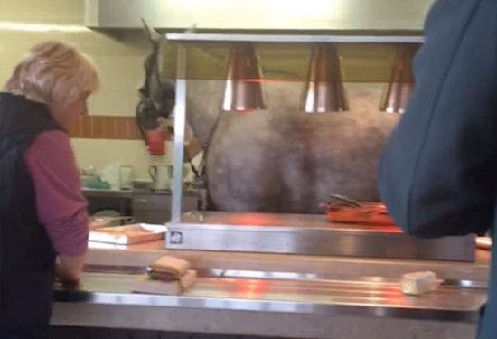 英赛马场小驹逃亡到餐厅 后厨溜达逗乐众人.jpg