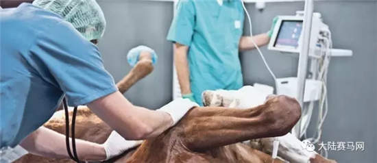 下决心结束自己爱马的生命,马主们要经历什么?.webp (1).jpg