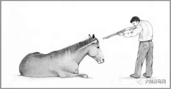 下决心结束自己爱马的生命,马主们要经历什么?.webp (2).jpg