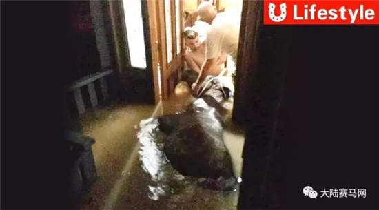 父子俩洪水中冒险拯救一匹马
：“我们是它最后的希望了！”