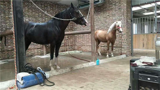 铂钠马业将出席CHF2017，共享马匹繁育讯息