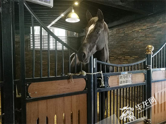 新疆古生态园:郭靖的汗血宝马 这里有近百匹