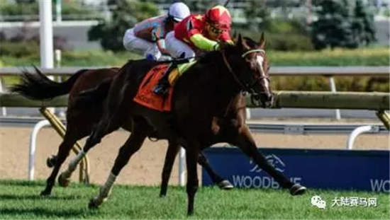 CHC冠军赛马“优仕达”将参战贝尔蒙特德比:有望再创佳绩.webp (2).jpg