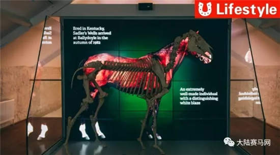 爱尔兰耗资1.3亿打造马匹博物馆：“伽利略”父亲骨架现世