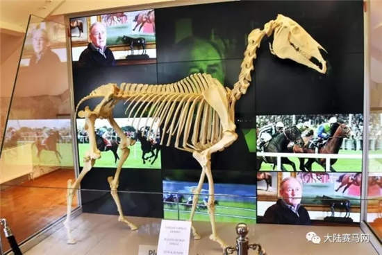 爱尔兰耗资1.3亿打造马匹博物馆:“伽利略”父亲骨架现世.webp (2).jpg