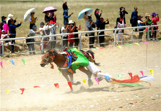 看速度与激情
！川甘青700匹骏马若尔盖热尔大草原竞驰骋