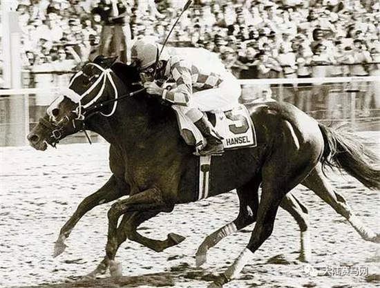 马场绅士Hansel被执行安乐死:美国三冠王赛事豪取两冠.webp (1).jpg