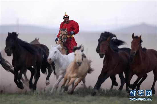 蒙古马逐渐回归中国蒙古族牧民生活 (9).jpg