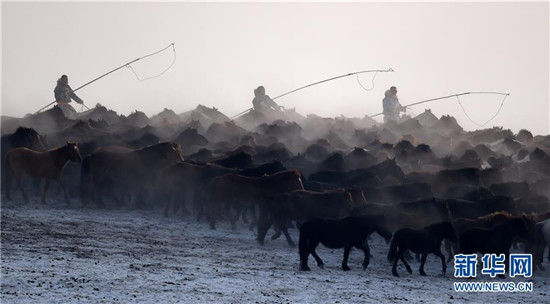 蒙古马逐渐回归中国蒙古族牧民生活 (13).jpg